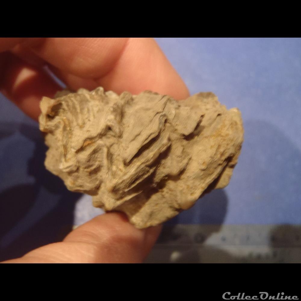 Lopha marshii 3 coquillage fossile invertebre lopha marshii