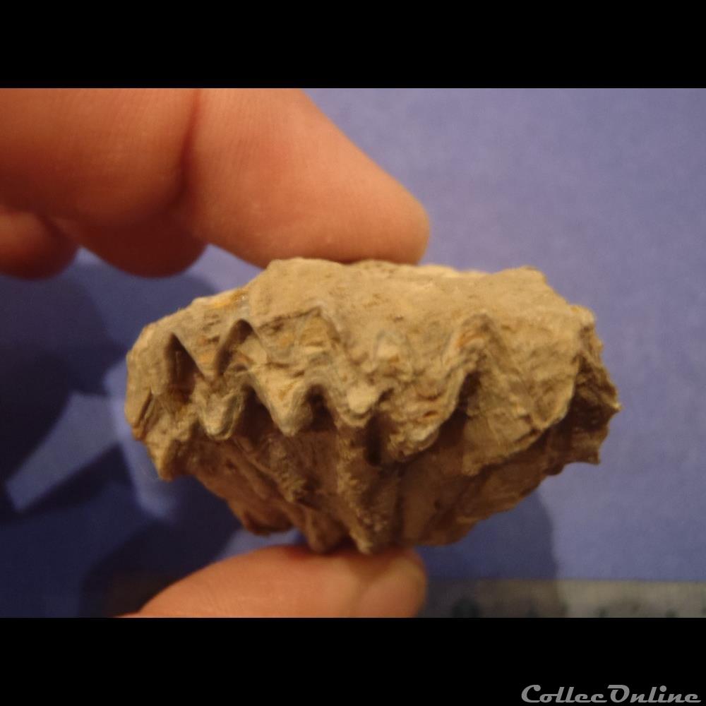 Lopha marshii coquillage fossile lopha marshii