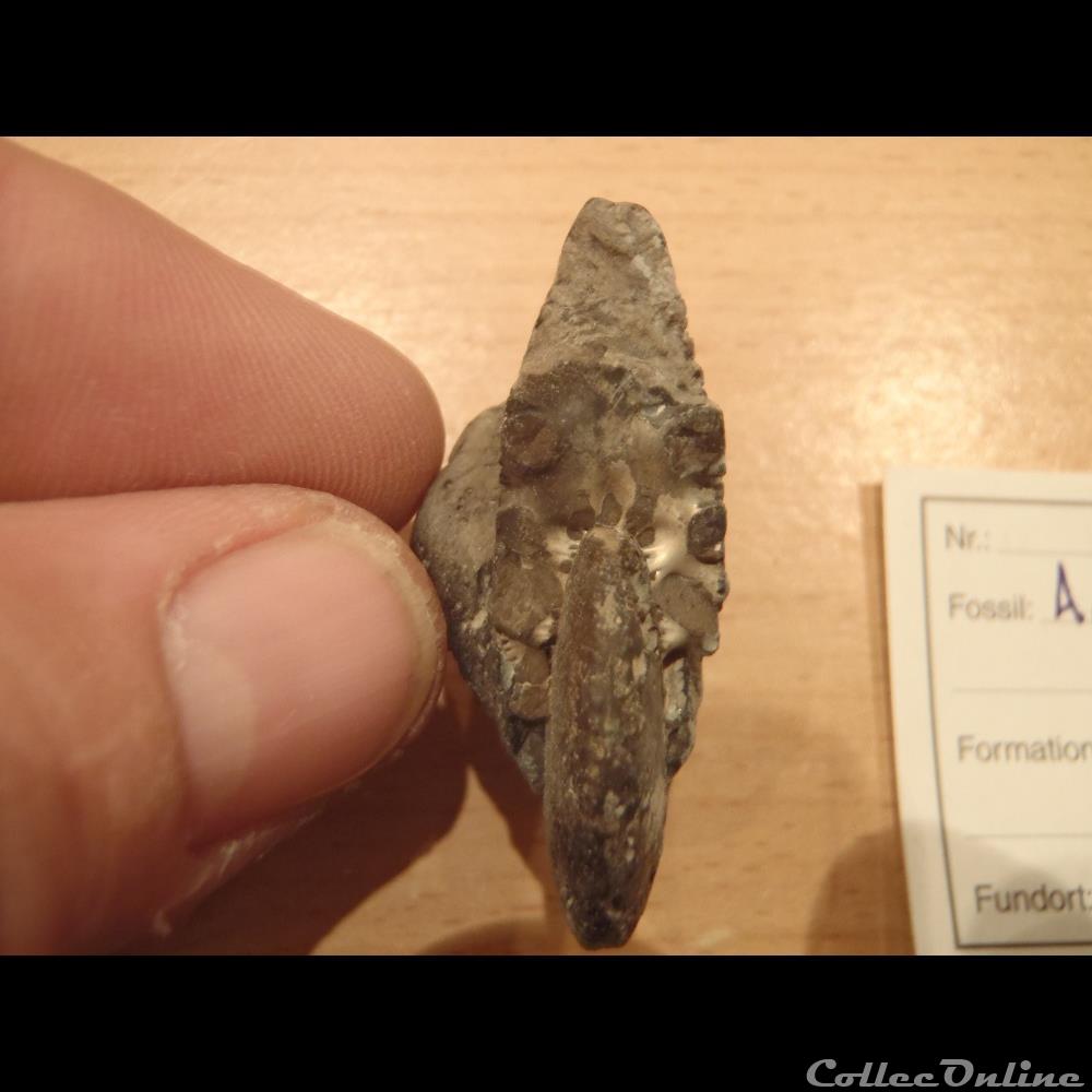 Anahoplites planus 3 coquillage fossile anahoplites planus 3