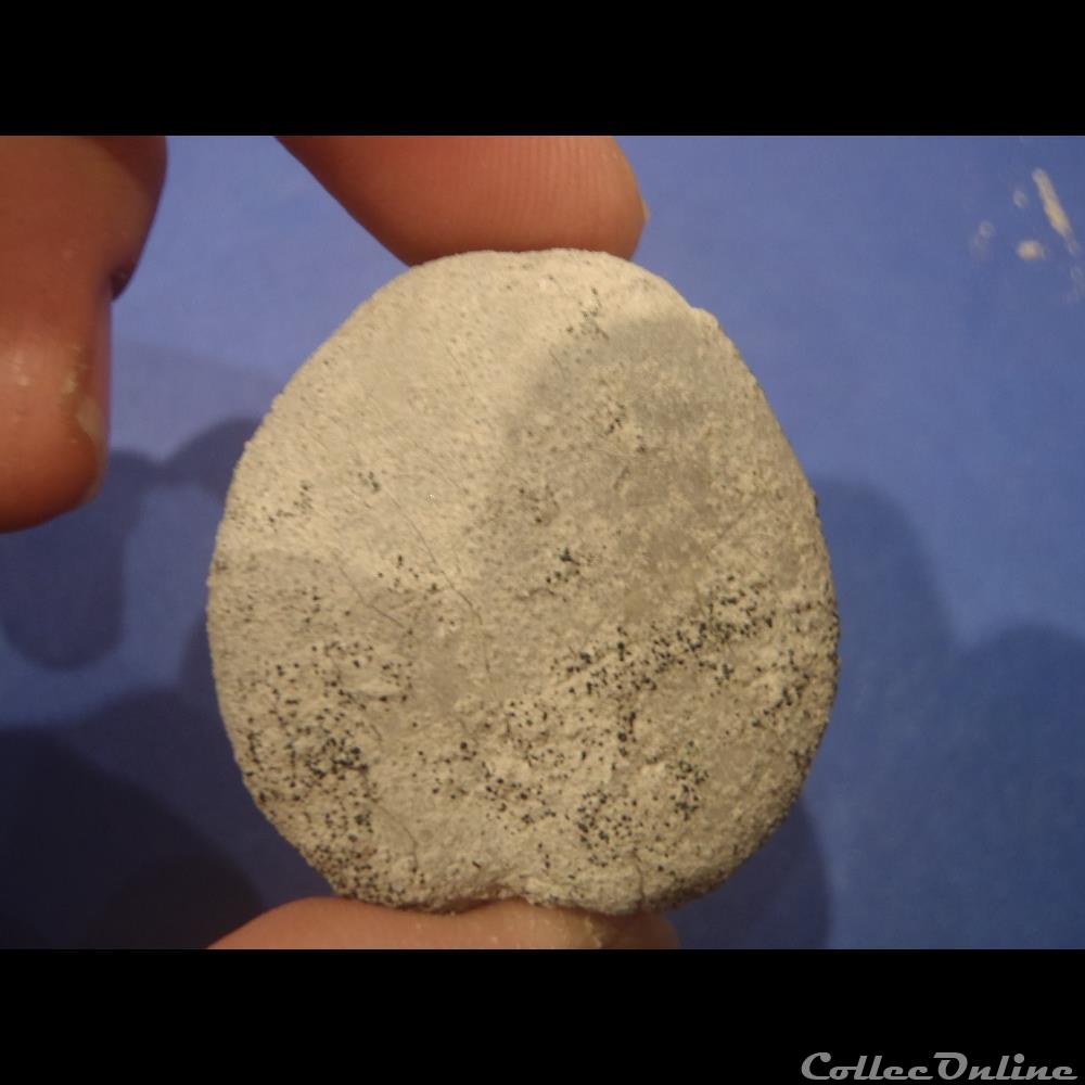 Oursin indéterminé 2 coquillage fossile invertebre oursin indetermine
