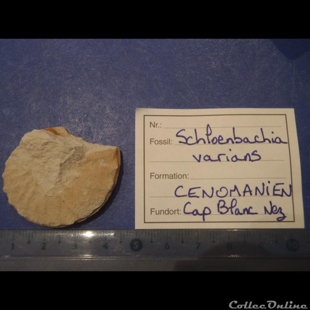 Schloenbachia varians coquillage fossile invertebre schloenbachia varians
