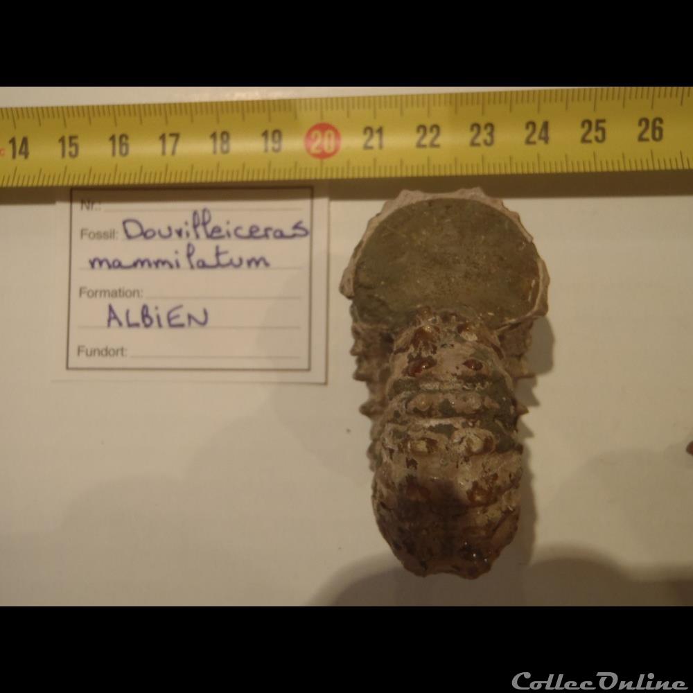 Douvilleiceras mammilatum coquillage fossile invertebre douvilleiceras mammilatum