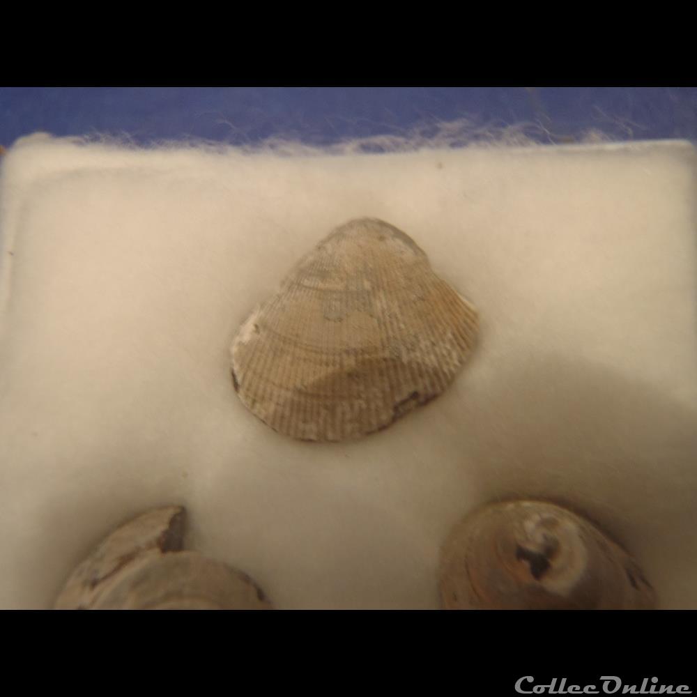 Divers 2 2 coquillage fossile divers 2