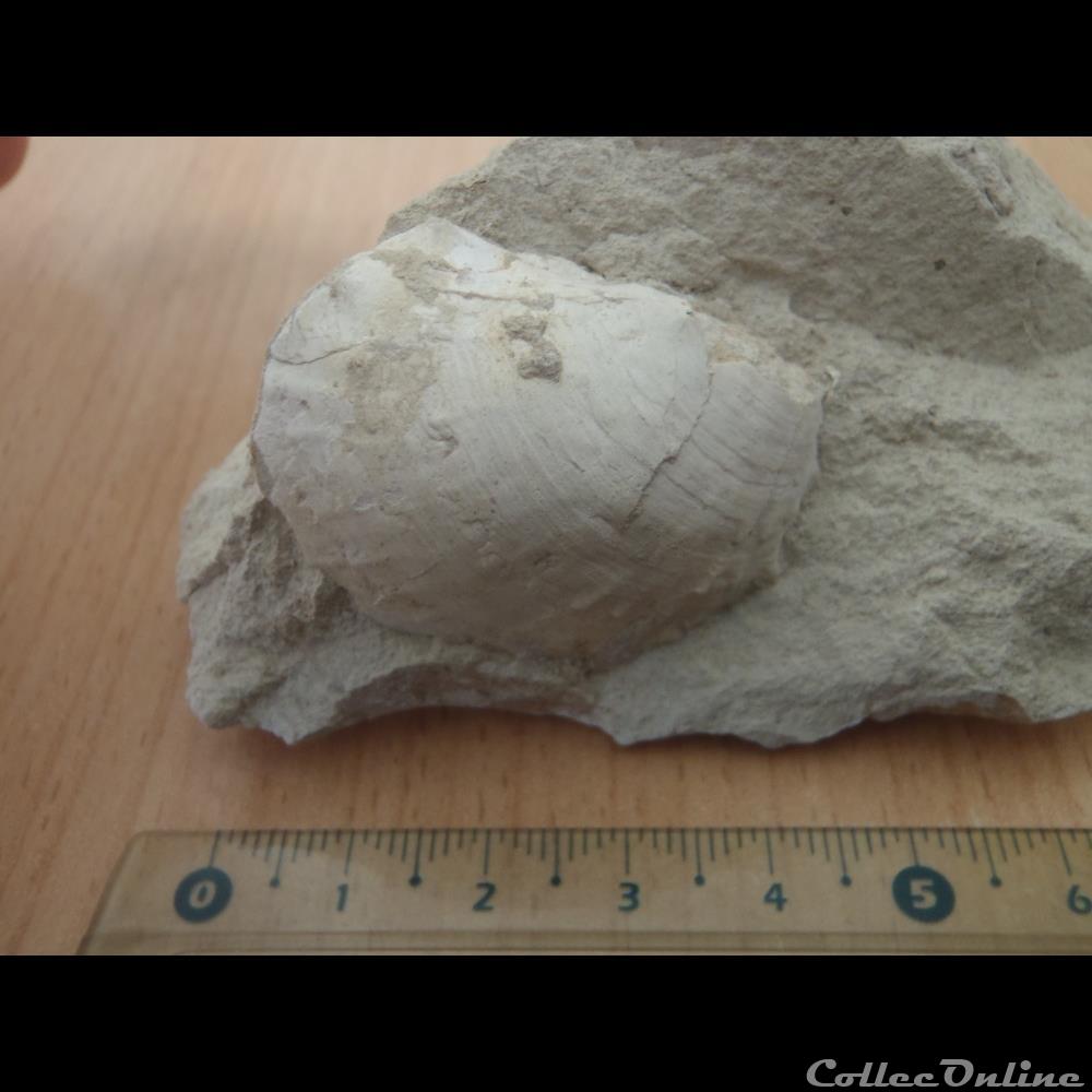 Indéterminé coquillage fossile indetermine