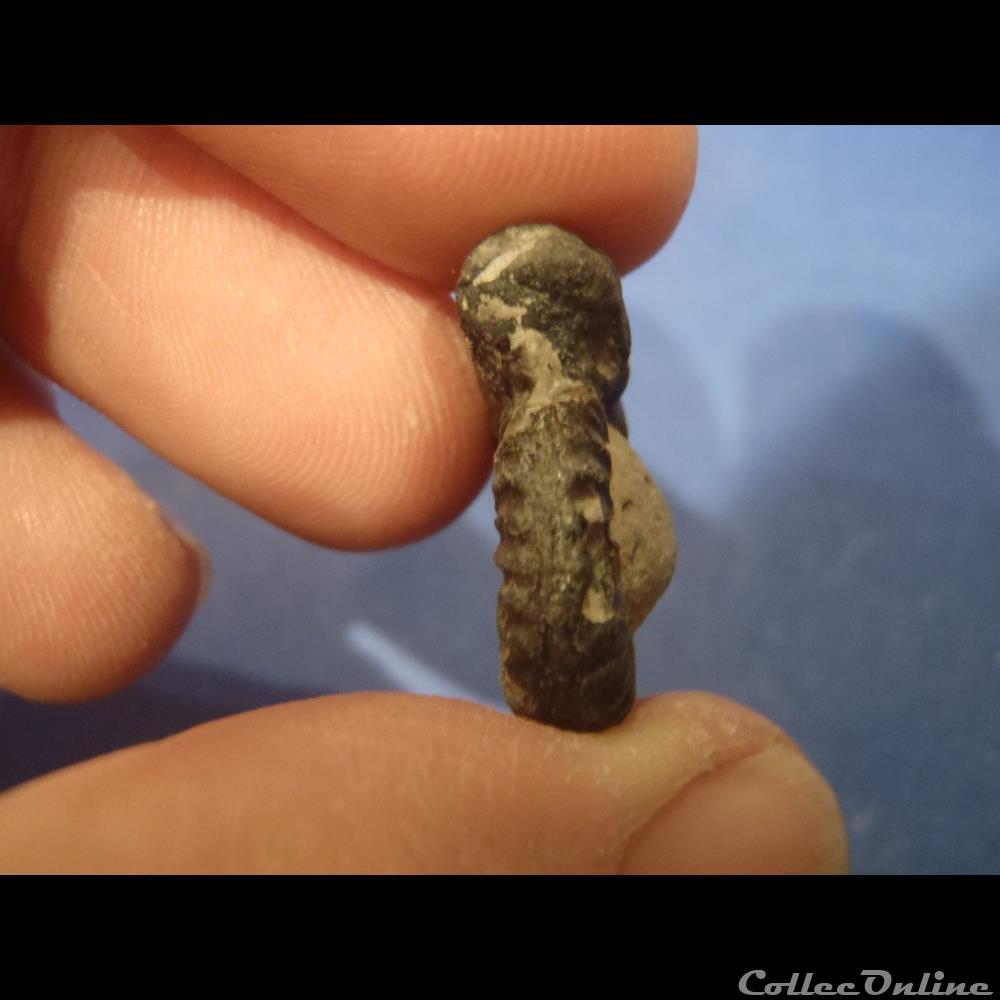 coquillage fossile invertebre ammonite indeterminee 19