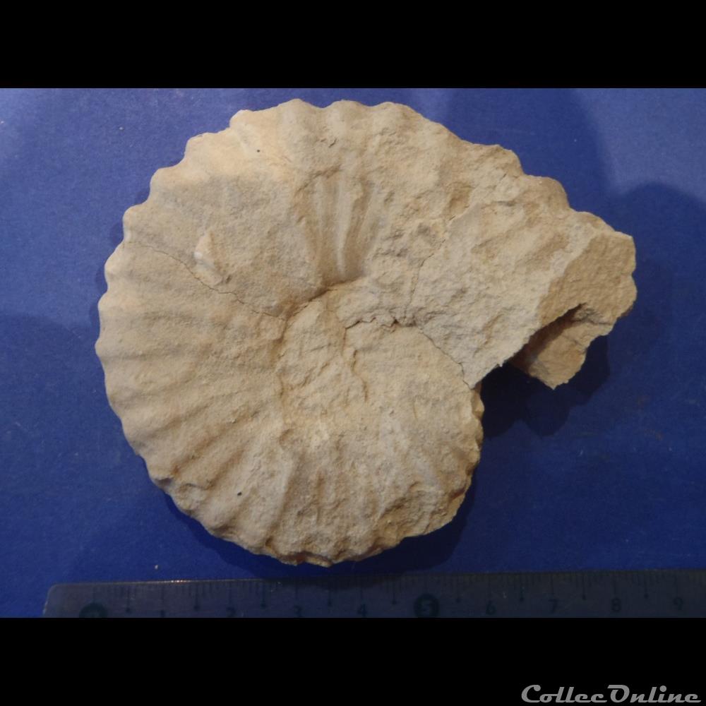 Mantelliceras mantelli 2 coquillage fossile invertebre mantelliceras mantelli