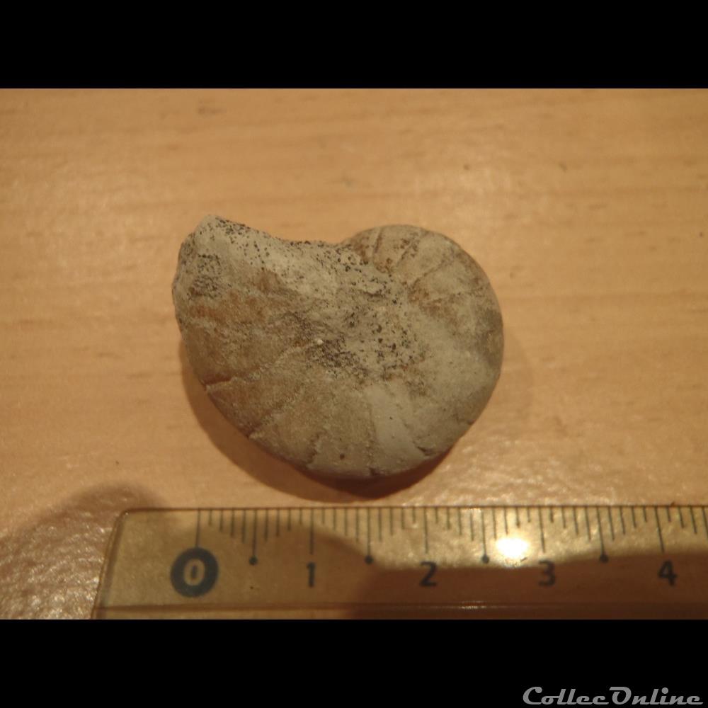 Nautile indéterminé 3 coquillage fossile invertebre nautile indetermine