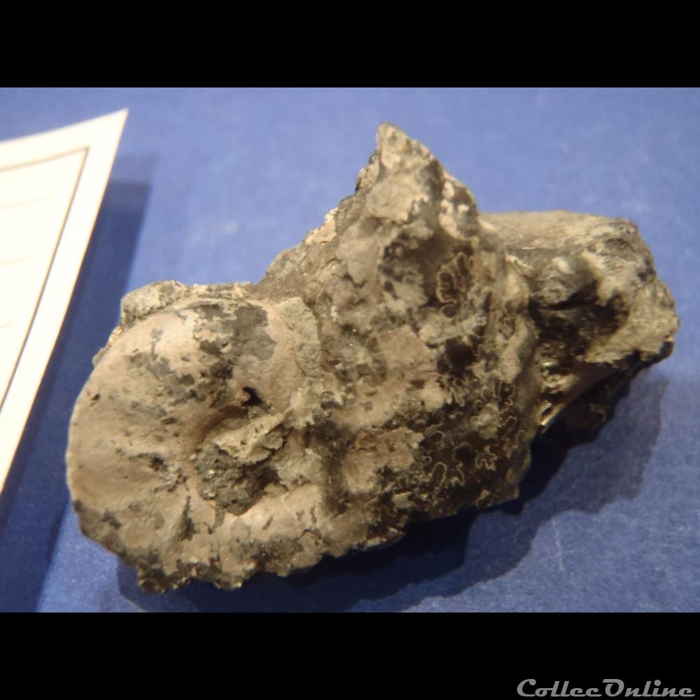coquillage fossile invertebre anahoplites planus 4