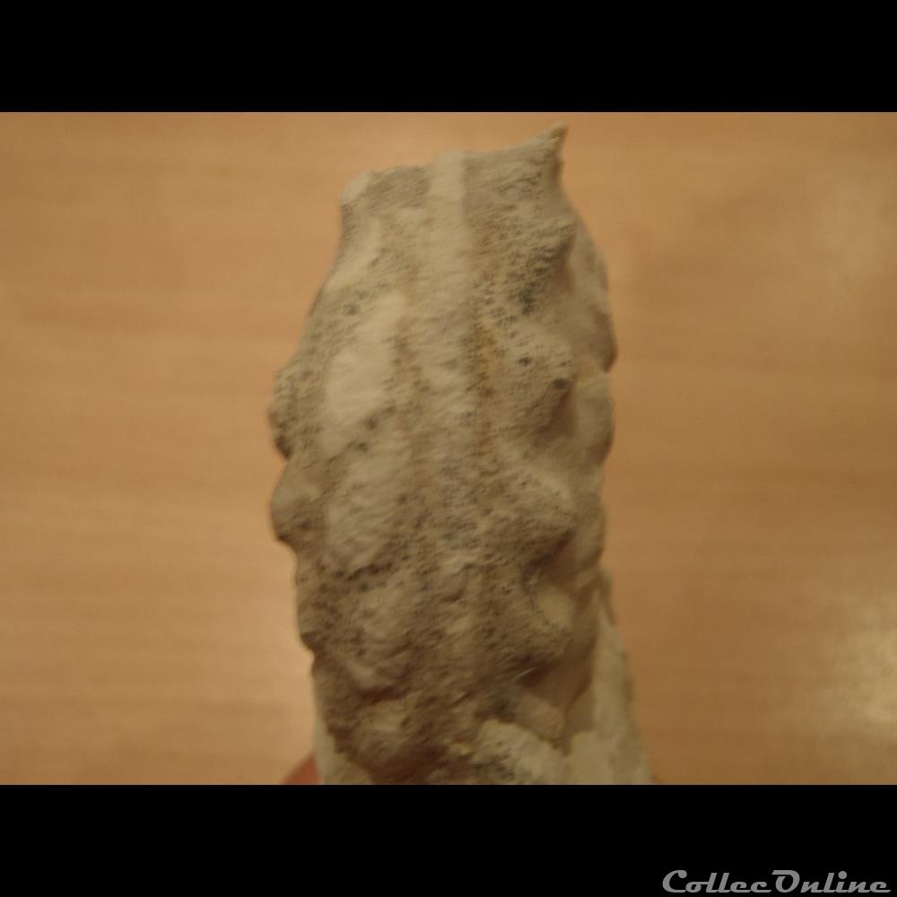 coquillage fossile invertebre schloenbachia varians