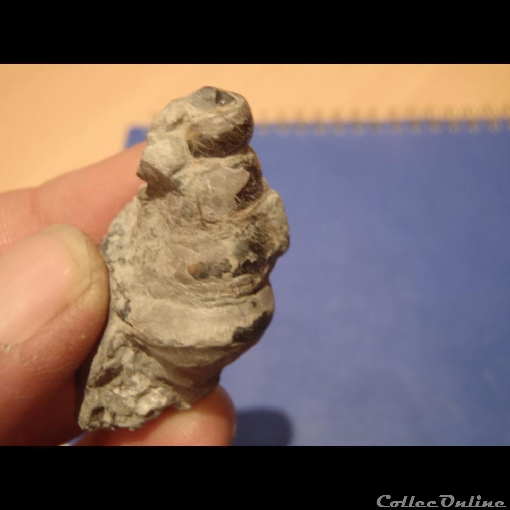 Gastéropode indéterminé coquillage fossile invertebre gasteropode indetermine