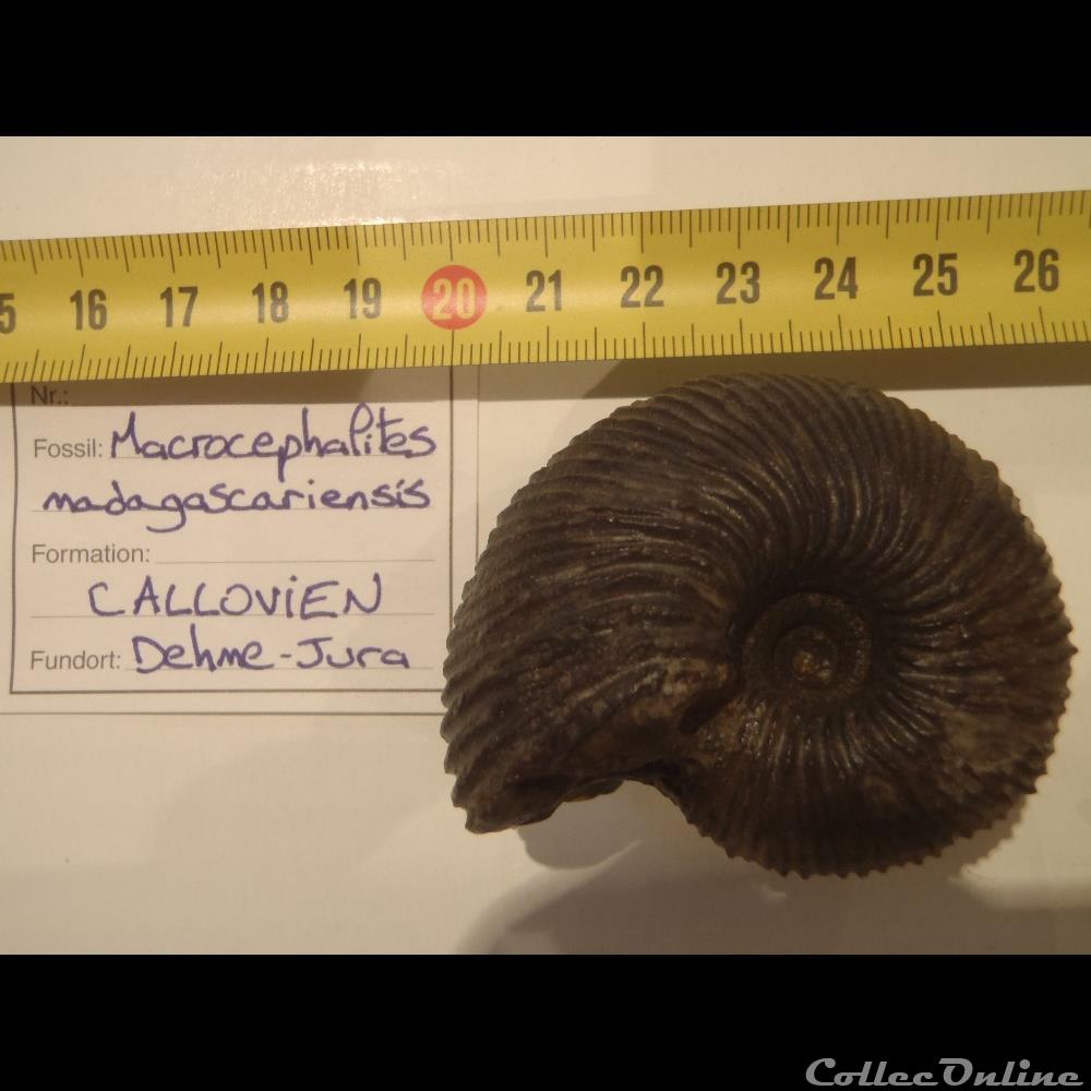 coquillage fossile invertebre macrocephalites madagascariensis