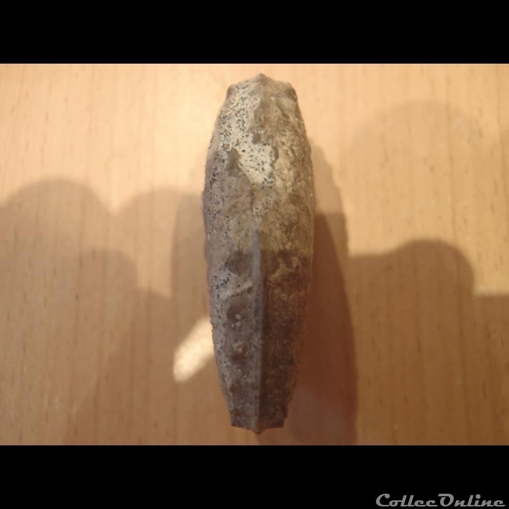 Schloenbachia varians 2 coquillage fossile invertebre schloenbachia varians