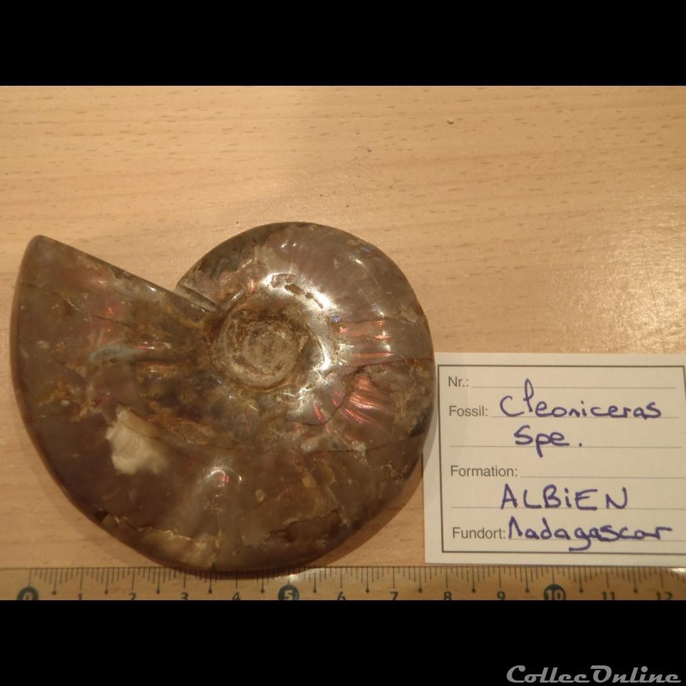 coquillage fossile invertebre cleoniceras sp