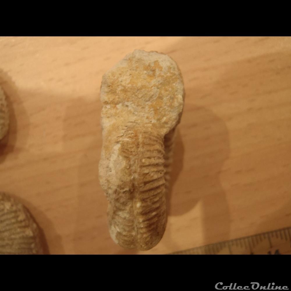 coquillage fossile garantiana garantiana