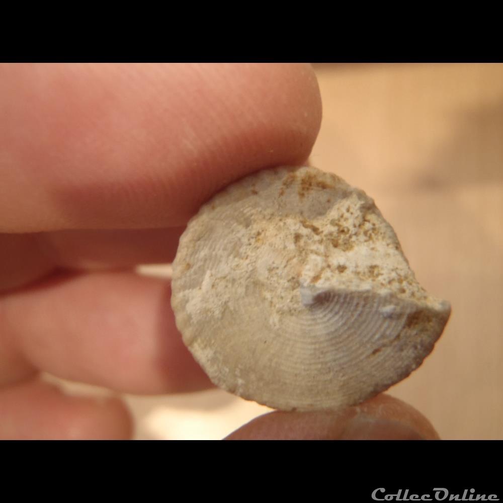 Conotomaria conoïda 3 coquillage fossile invertebre conotomaria conoida