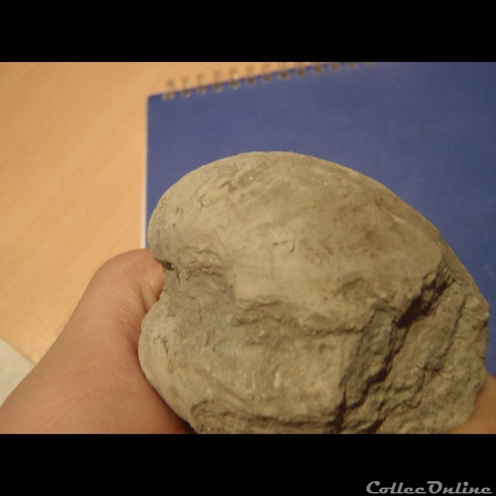 coquillage fossile invertebre indetermine