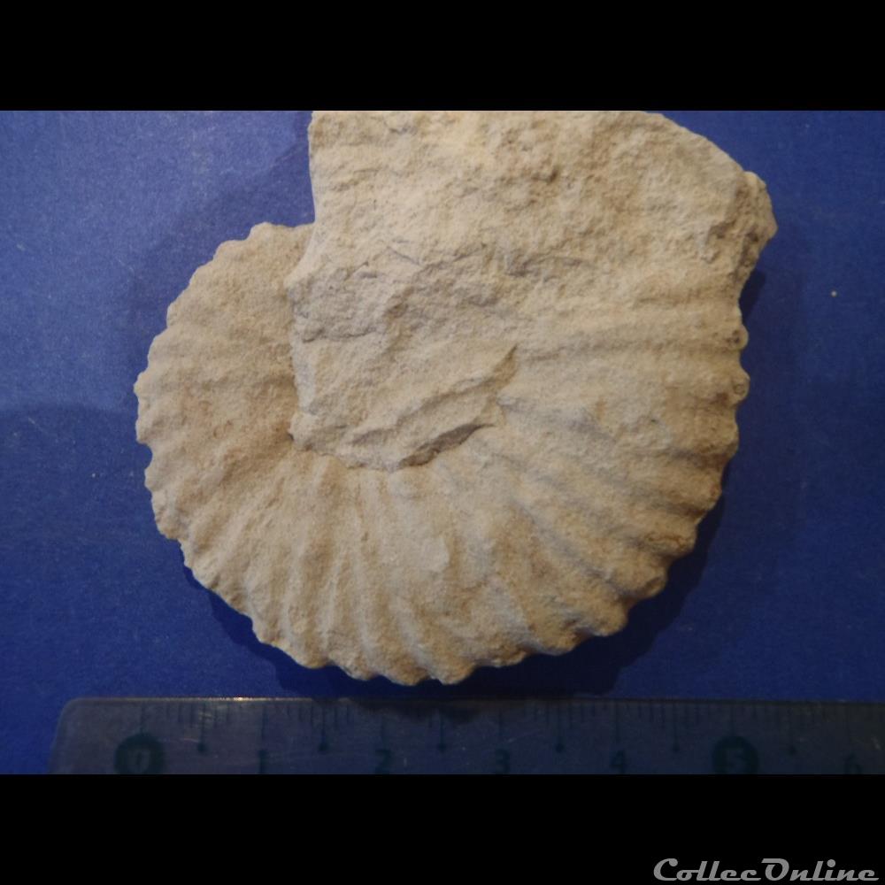 Mantelliceras mantelli 3 coquillage fossile invertebre mantelliceras mantelli