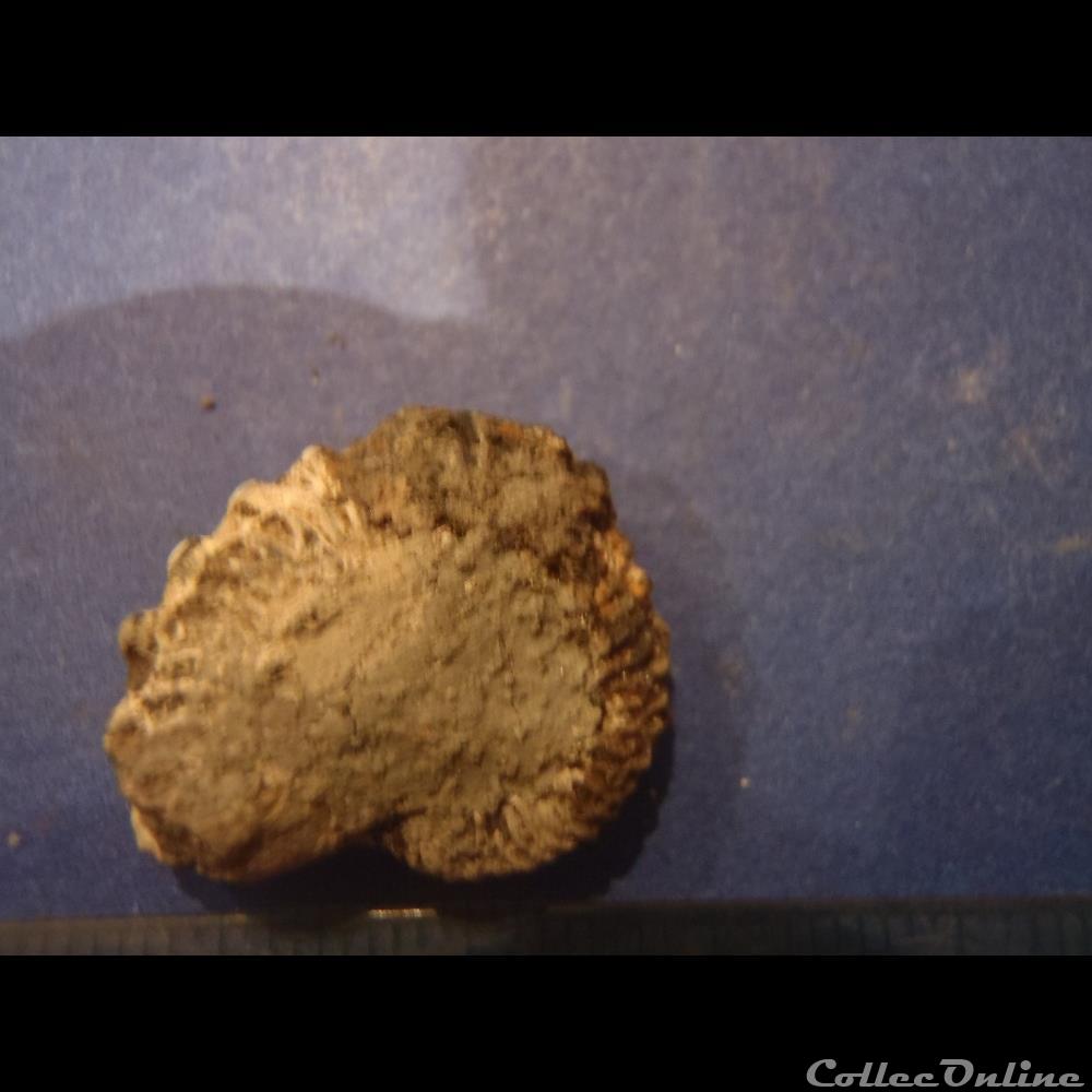Ammonite indéterminée 22 2 coquillage fossile invertebre ammonite indeterminee 22