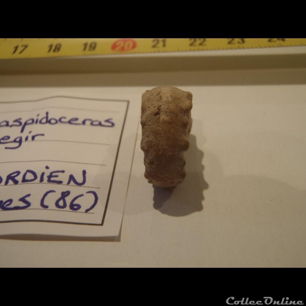 Euapidoceras oegir coquillage fossile invertebre euapidoceras oegir