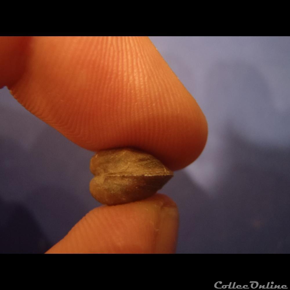 coquillage fossile invertebre nuculoma pollux