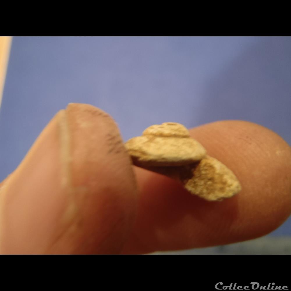 Gastéropode indéterminé coquillage fossile invertebre gasteropode indetermine