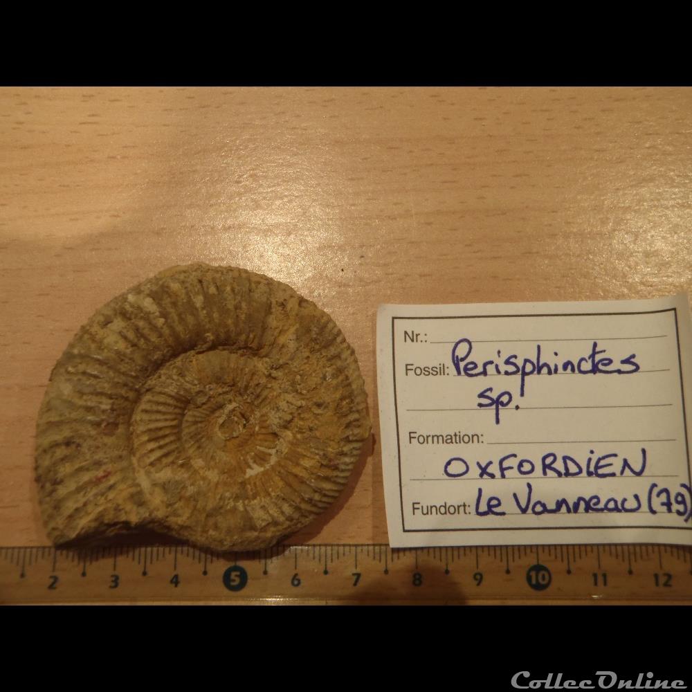 Perisphinctes sp. coquillage fossile invertebre perisphinctes sp