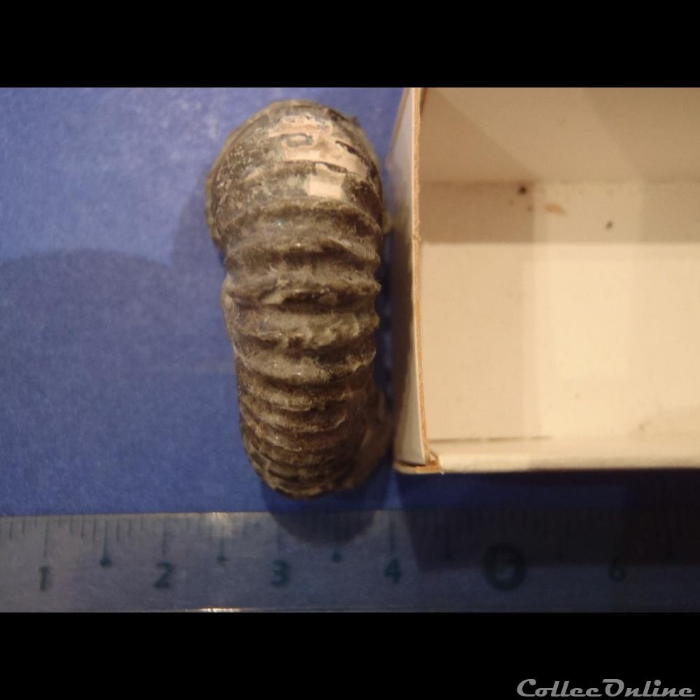 Ammonite hétéromorphe indéterminée 2 2 coquillage fossile invertebre ammonite heteromorphe indeterminee 2