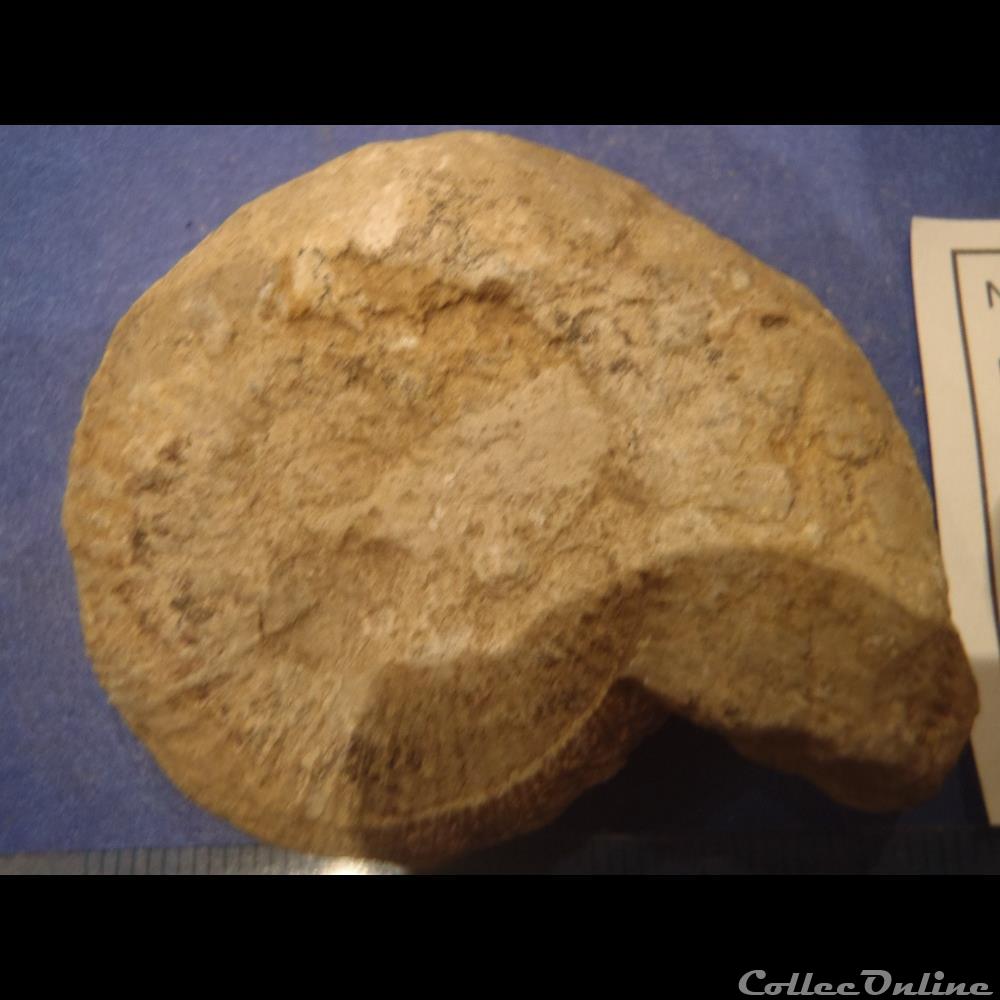 Perisphinctes sp. coquillage fossile invertebre perisphinctes sp