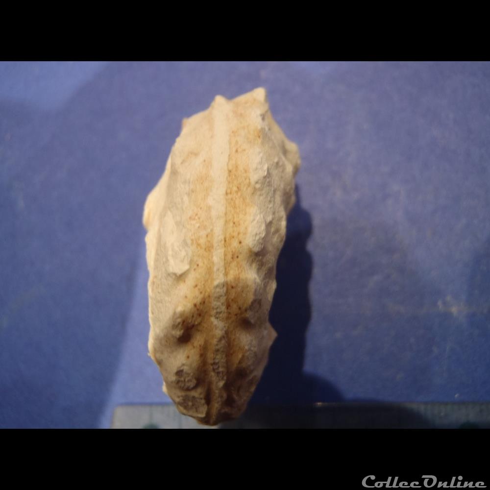 Schloenbachia varians 3 coquillage fossile schloenbachia varians