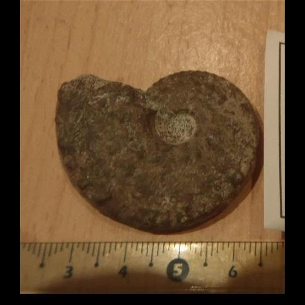 Schloenbachia varians 2 coquillage fossile invertebre schloenbachia varians