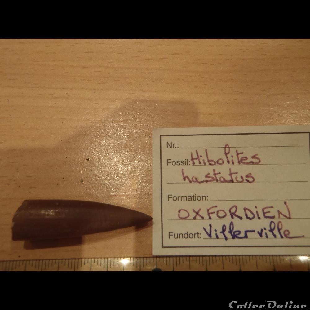 coquillage fossile hibolites hastatus