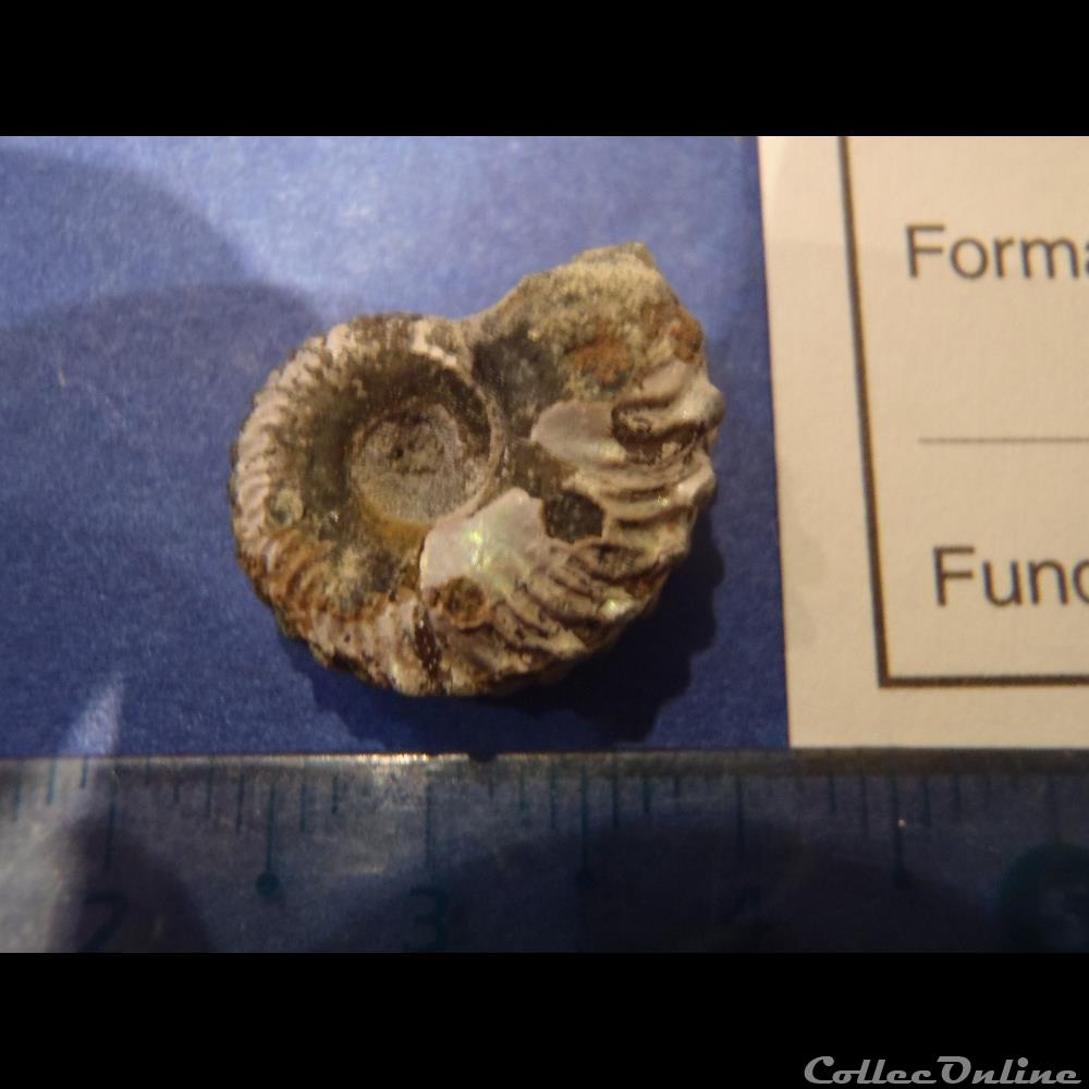 coquillage fossile invertebre anahoplites sp