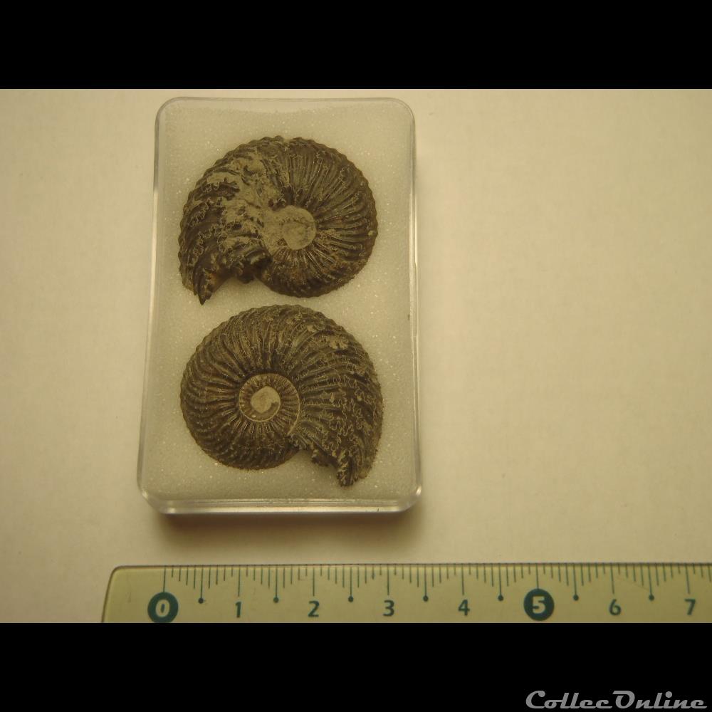 coquillage fossile invertebre cardioceras spe