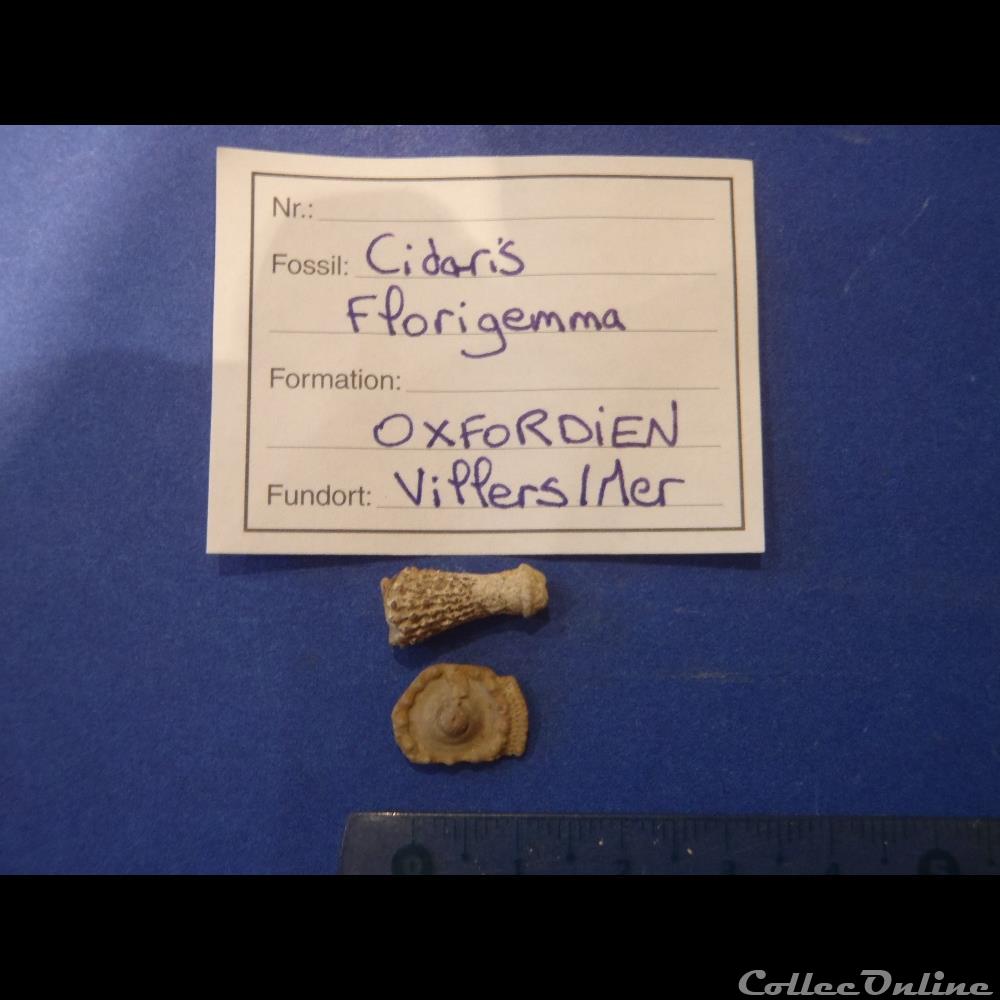 coquillage fossile invertebre cidaris florigemma