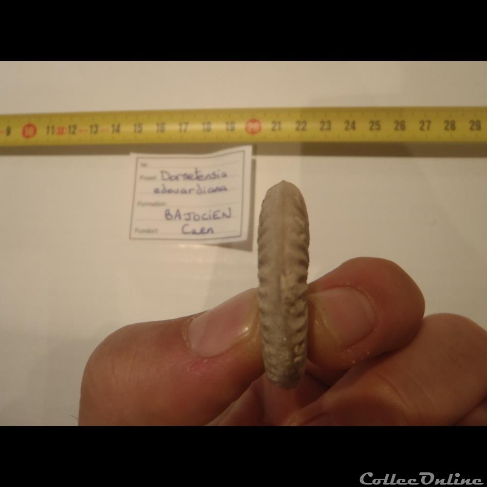 Dorsetensia edouardiana coquillage fossile invertebre dorsetensia edouardiana