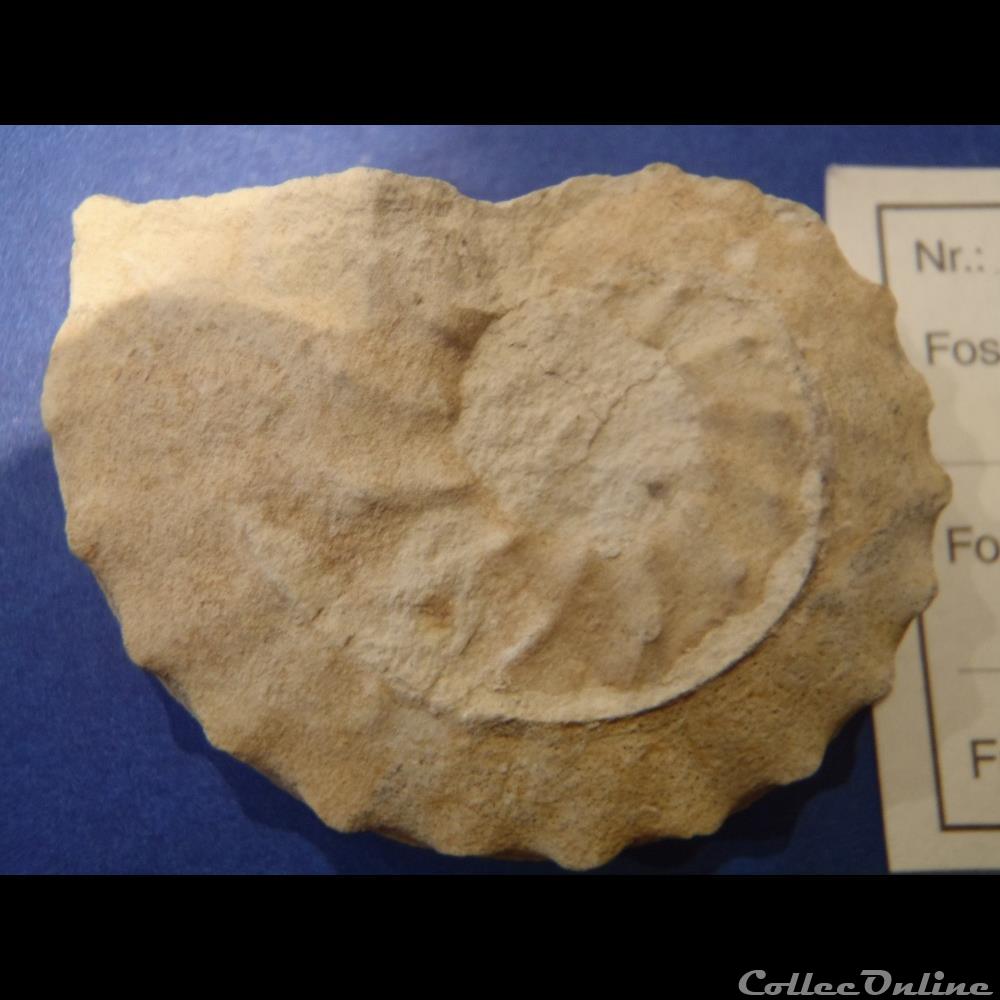 coquillage fossile schloenbachia varians