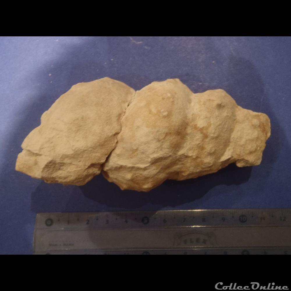 Turrilites sp. 2 coquillage fossile turrilites sp