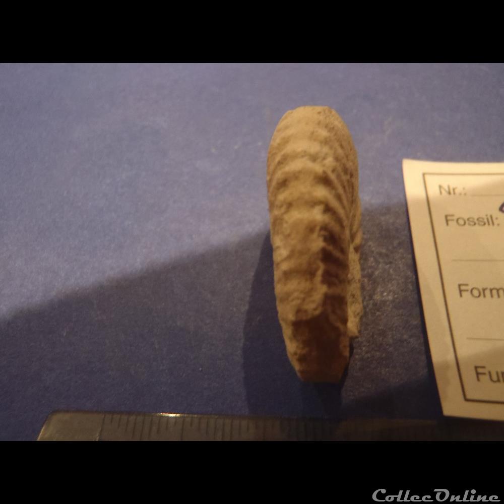 coquillage fossile invertebre mantelliceras
