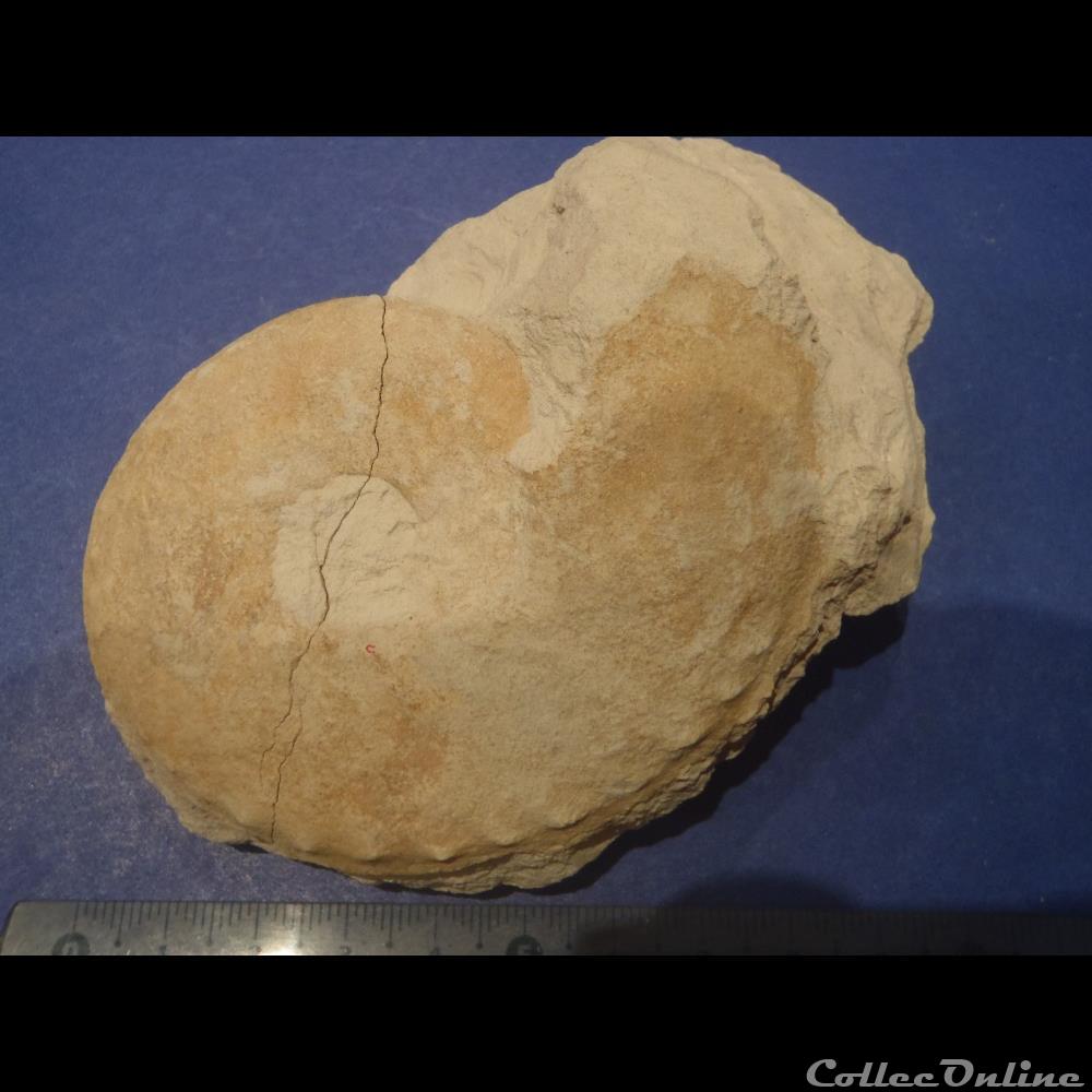 Schloenbachia varians coquillage fossile invertebre schloenbachia varians