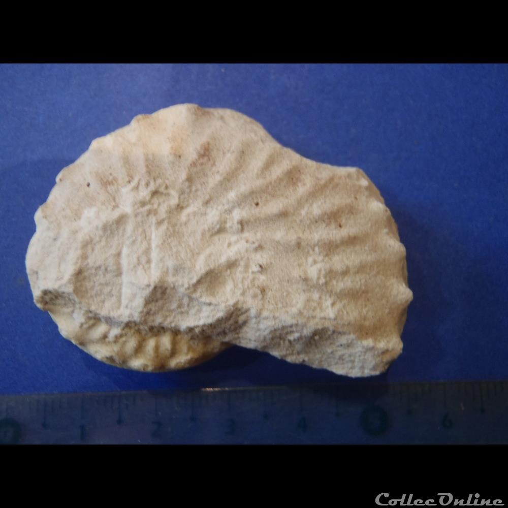 Schloenbachia varians 3 coquillage fossile invertebre schloenbachia varians