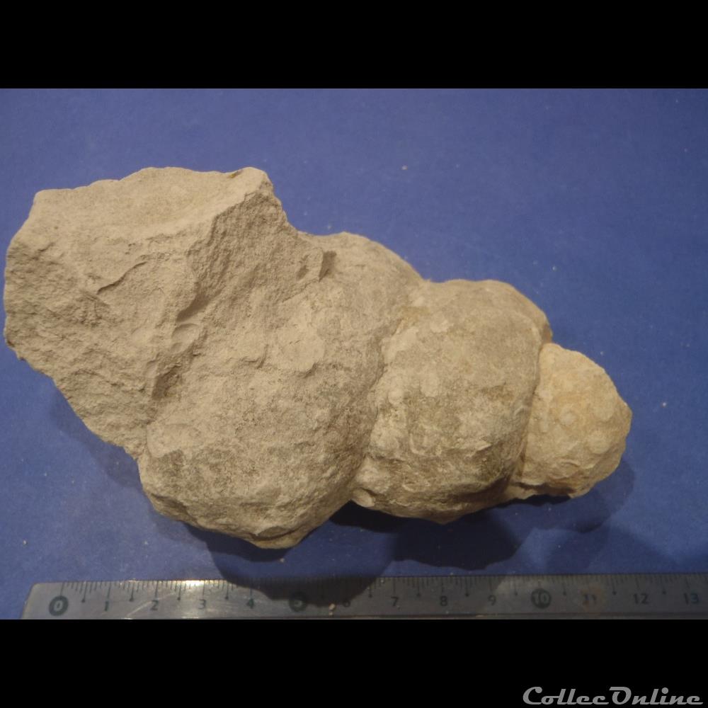 Turrilites sp. coquillage fossile invertebre turrilites sp
