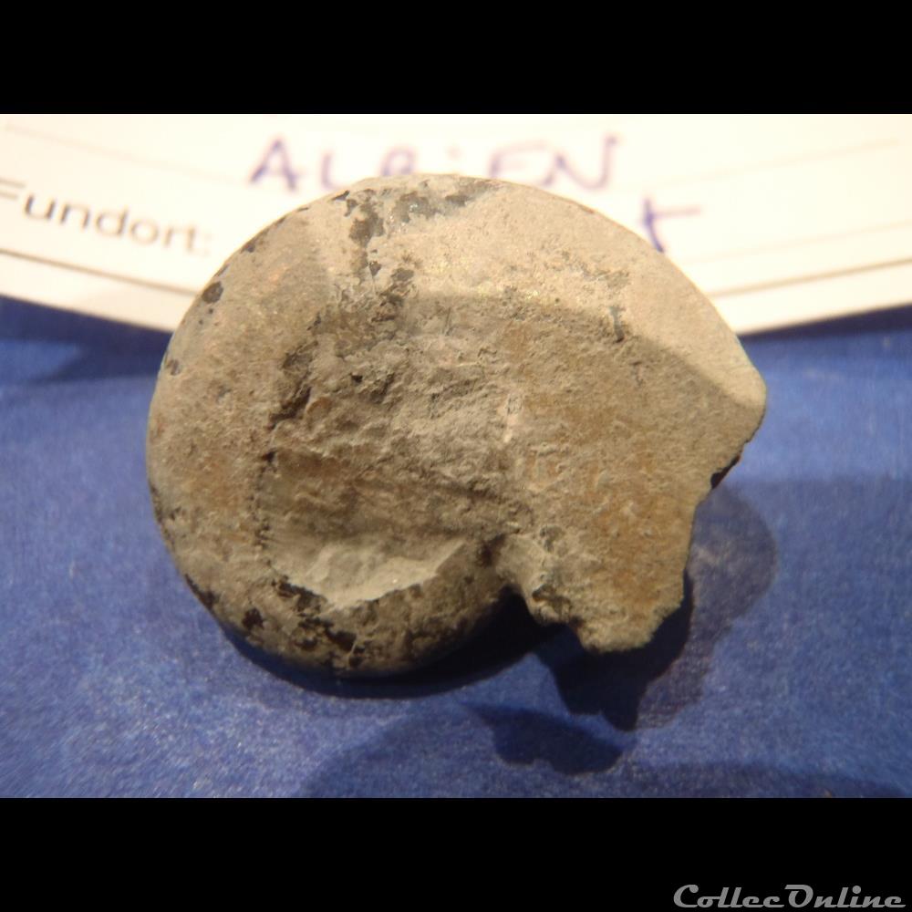 coquillage fossile beudanticeras newtoni