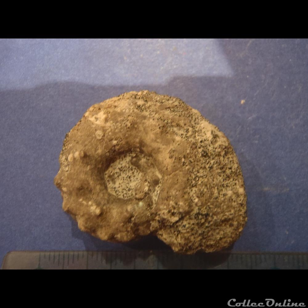Schloenbachia varians 3 coquillage fossile invertebre schloenbachia varians