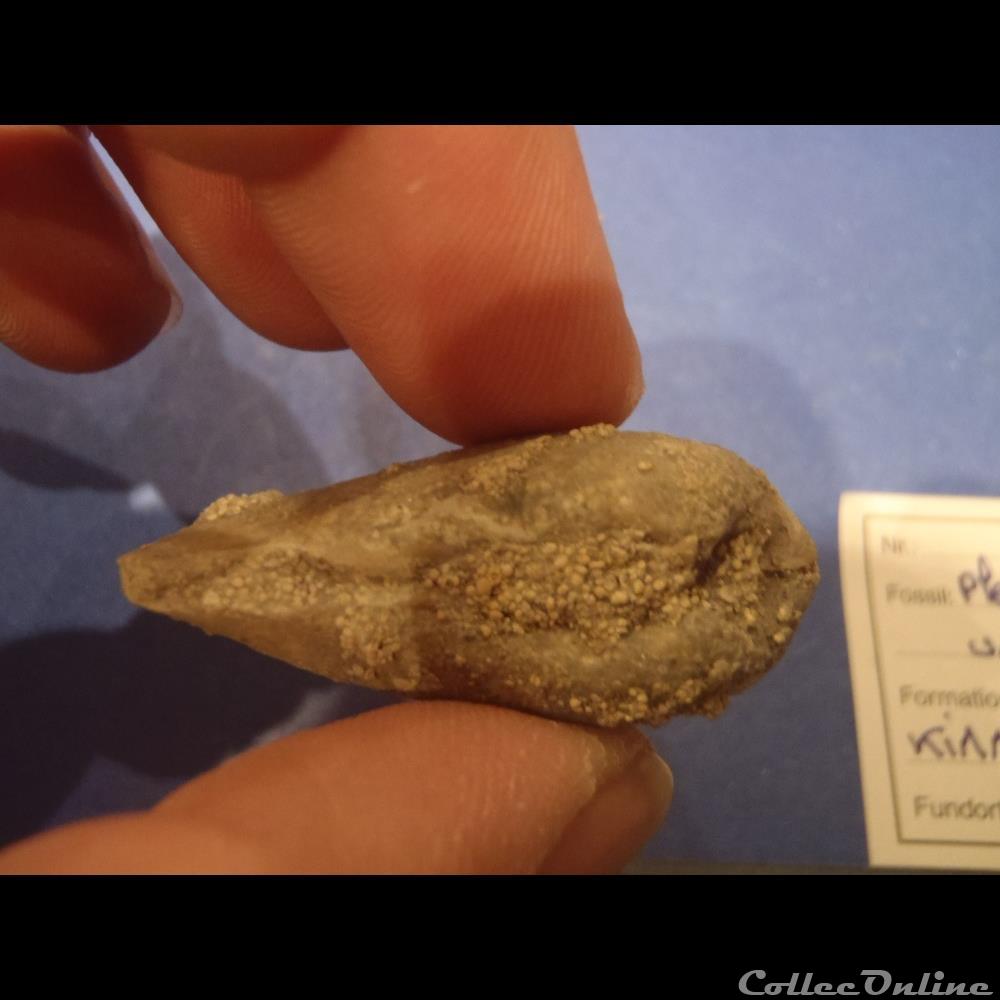 Pleuromya uniformis 4 coquillage fossile invertebre pleuromya uniformis