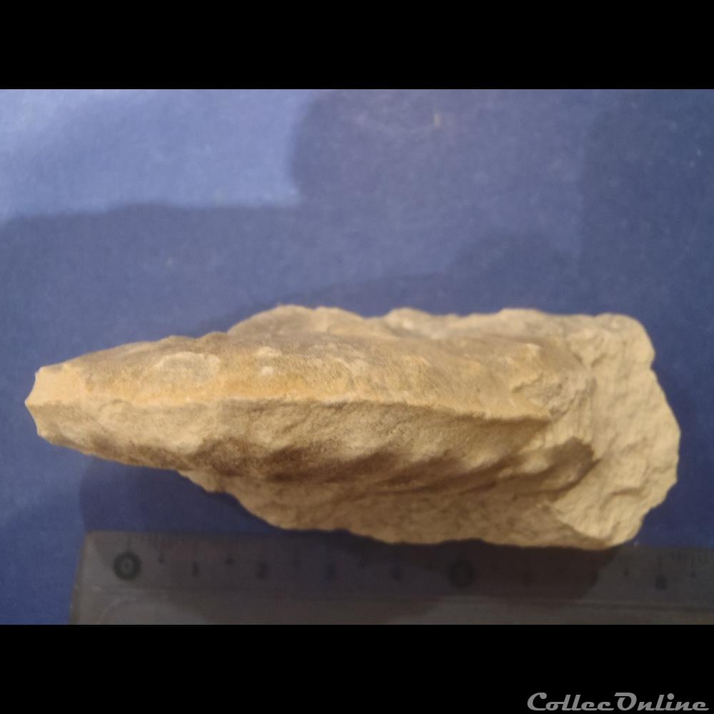 Schloenbachia varians 3 coquillage fossile invertebre schloenbachia varians