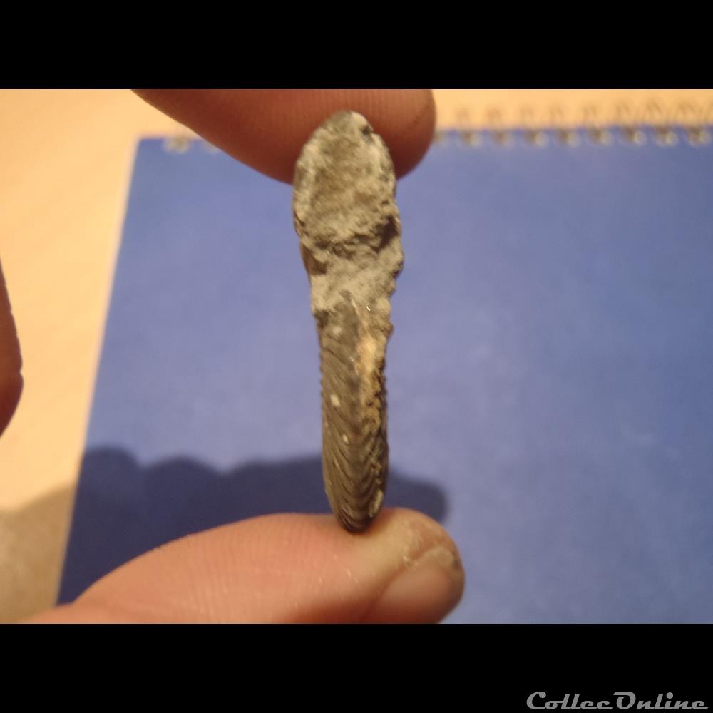 coquillage fossile indetermine