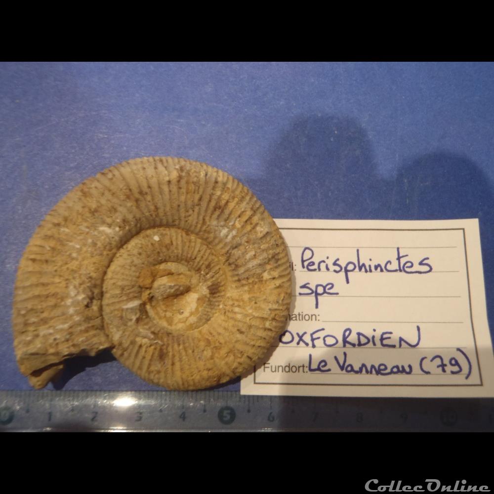 Perisphinctes sp. coquillage fossile invertebre perisphinctes sp