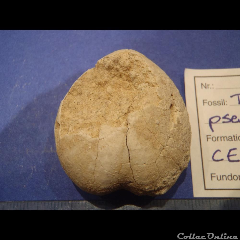 Tetragama pseudo ornatum 2 coquillage fossile invertebre tetragama pseudo ornatum
