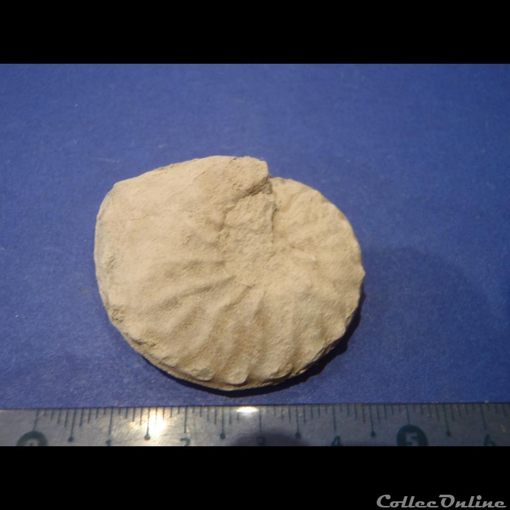 Schloenbachia varians coquillage fossile invertebre schloenbachia varians