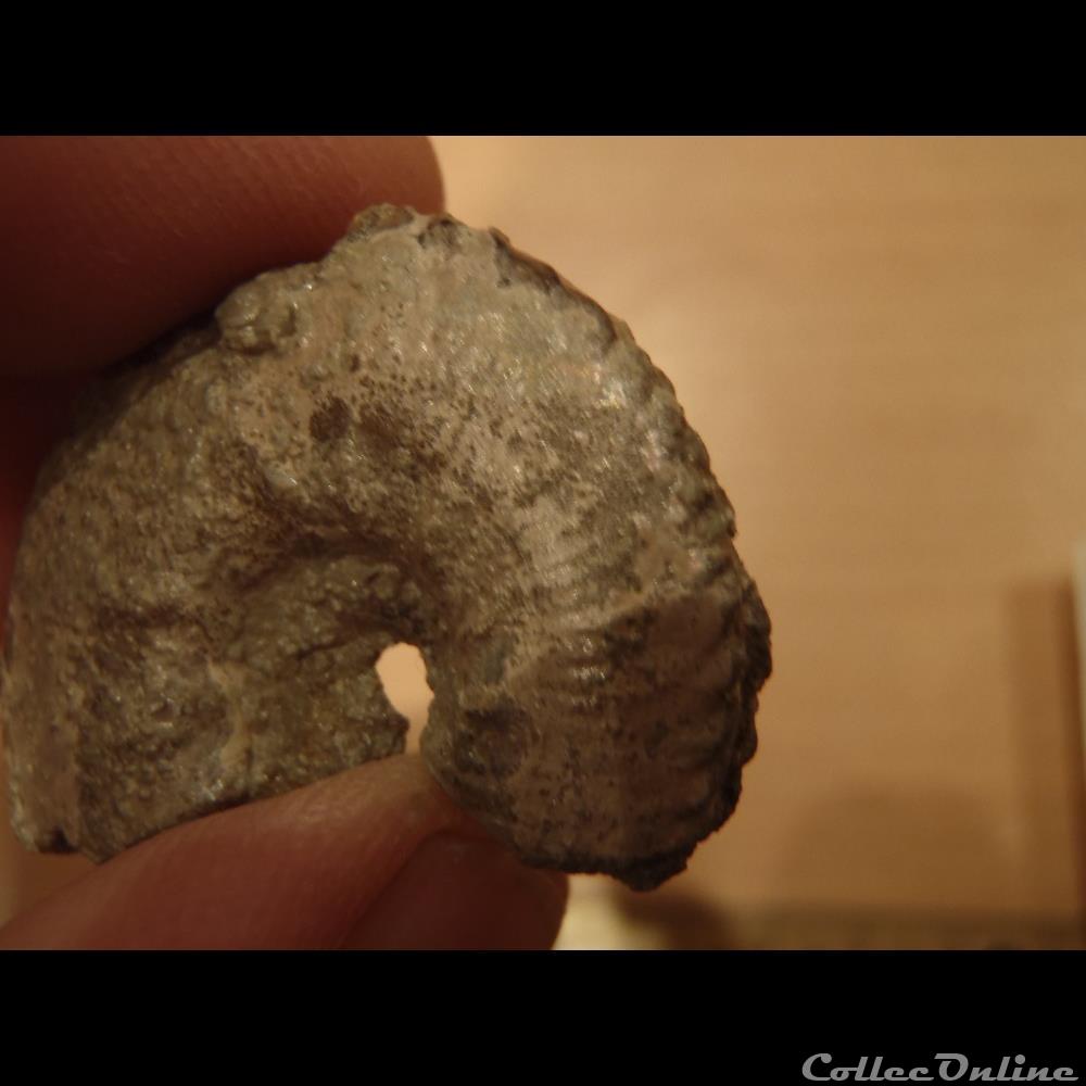 Euhoplites ochetonotus coquillage fossile invertebre euhoplites ochetonotus